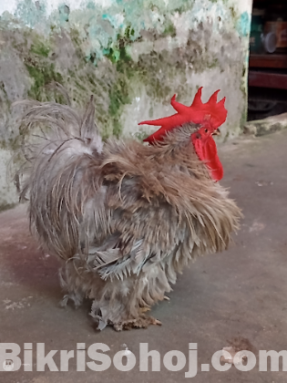 কচিন আর ফিজেল মুরগী ও মুরগ বিক্রি করা হবে